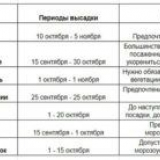 Засаждане на ябълково дърво през есента: ръководство стъпка по стъпка